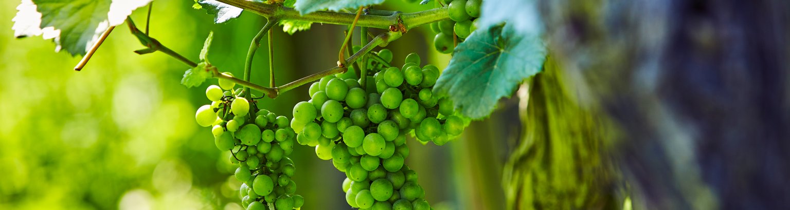 Trauben Trauben