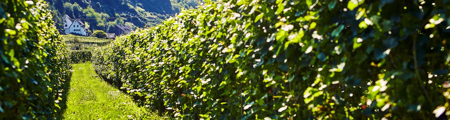 Aussicht auf die Weinberge in Hammerstein
